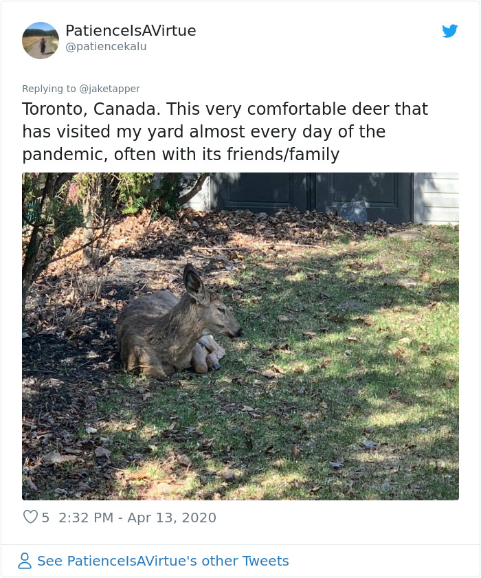 Deer Invade Residential Areas In Toronto, Canada