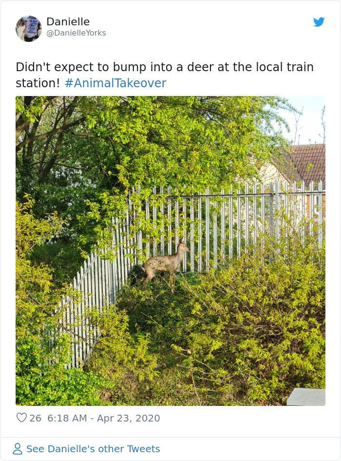 Deer At The Local Train Station In Ireland