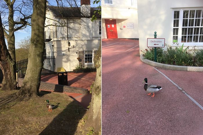 A Wild Duck Roaming Outside A School In Edgbaston, Birmingham, UK