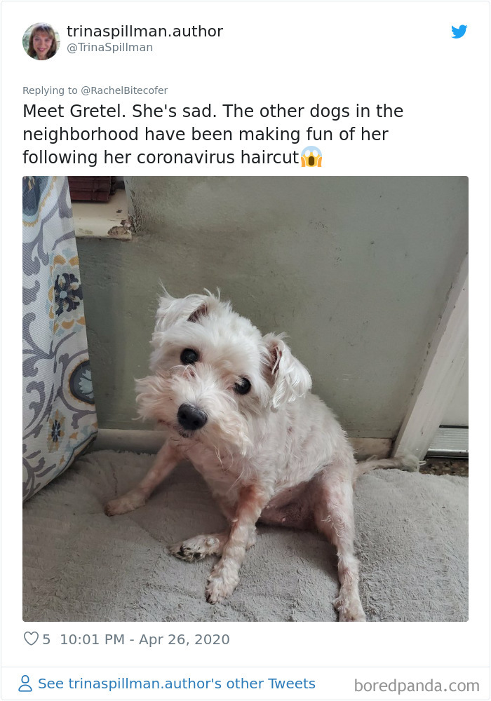 Gretel está triste, los otros perros del vecindario se ríen de ella tras su corte de pelo de cuarentena