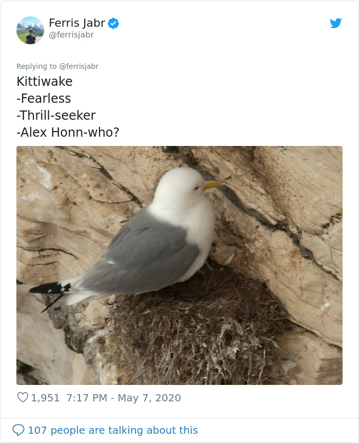 Kittiwake