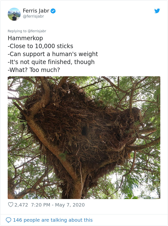 Hammerkop