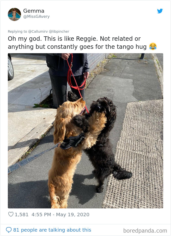 Dogs From The Same Litter Recognize Each Other When They Accidentally Meet On The Street