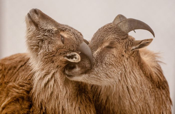 15 Years I Photographed Motherly Love Across The Animal Kingdom