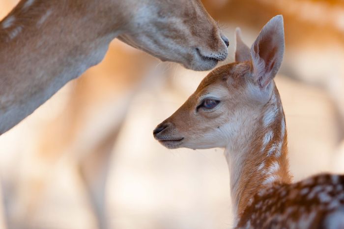 15 Years I Photographed Motherly Love Across The Animal Kingdom