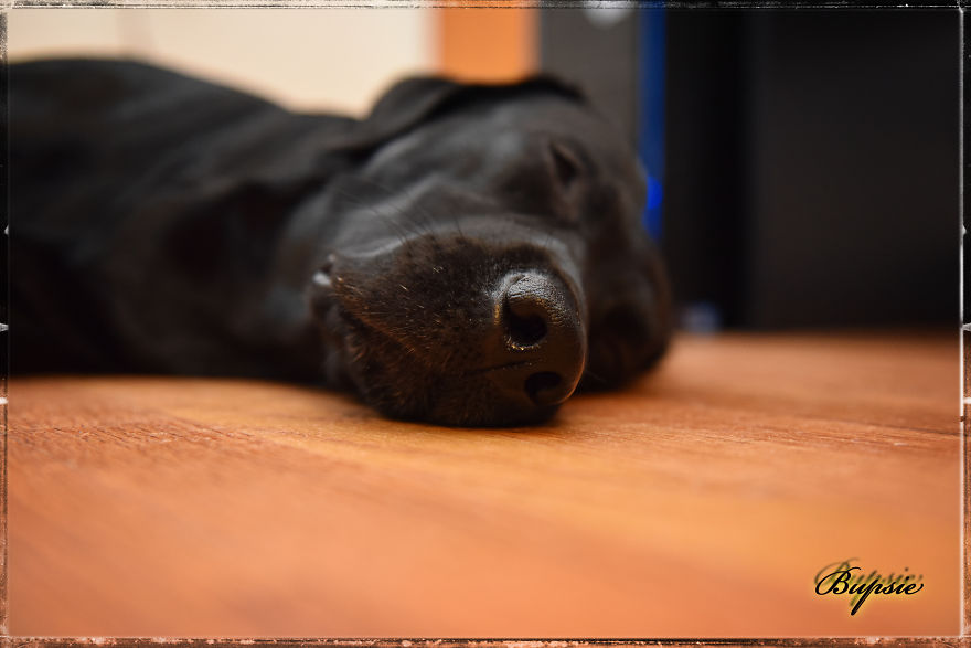 Max, The Black Labrador.