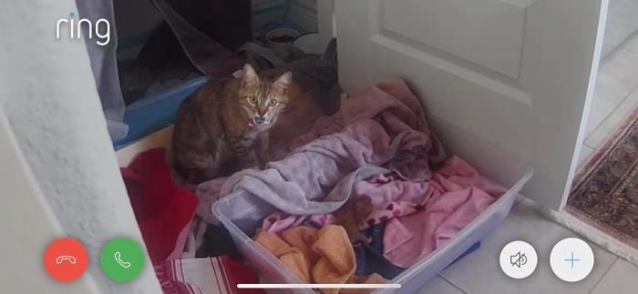 Woman Hilariously Documents Her Attempt To Take Care Of The Cat Who Wouldn't Stop Visiting Her