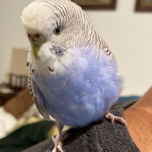 Berry Budgie