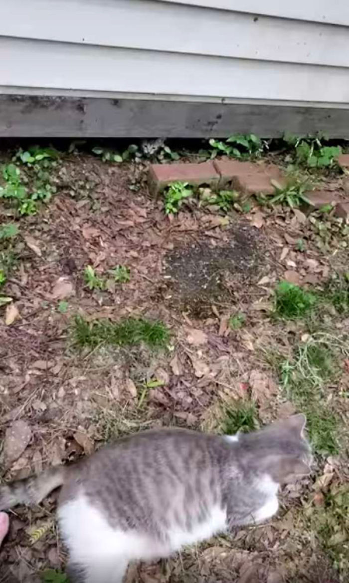 Esta gata callejera llevó a conocer a sus crías a la mujer que llevaba unos días dándole de comer
