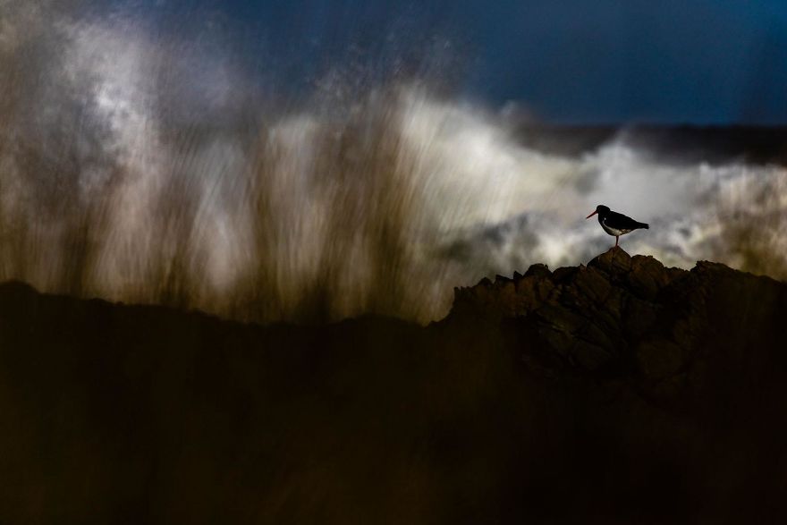 2nd Place, Birds. Wave-Waching By Karsten Mosebach
