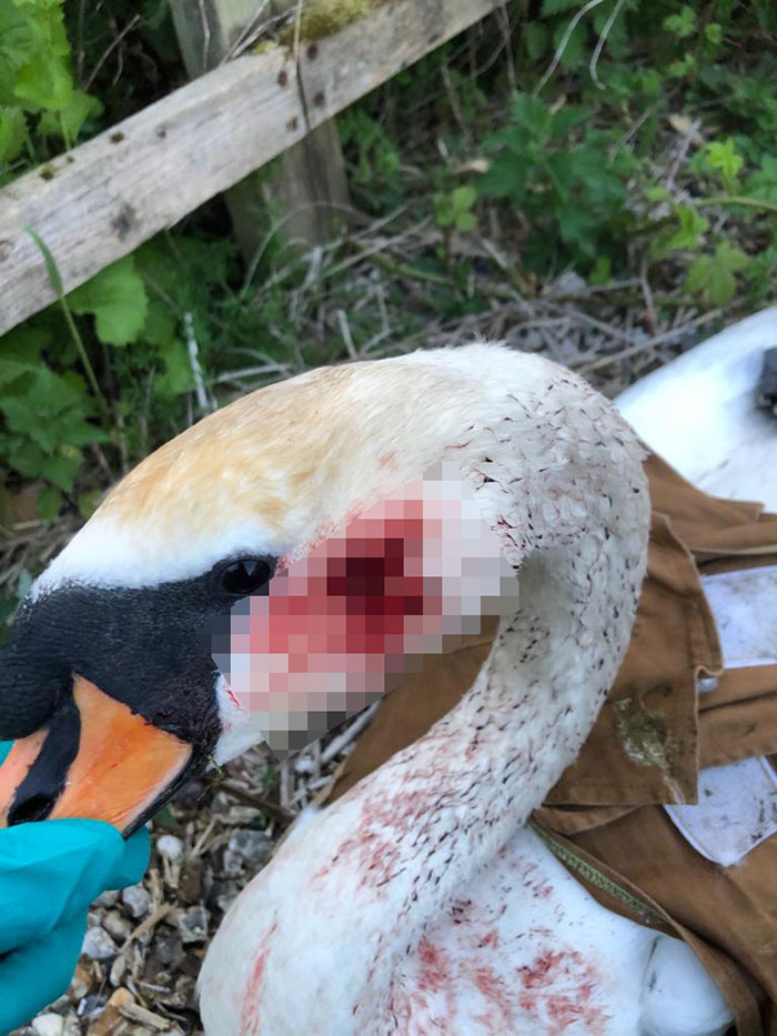 This Rescue Captures A Wholesome Reunion Of A Swan And Her Lifelong Mate After She Was Shot To Head