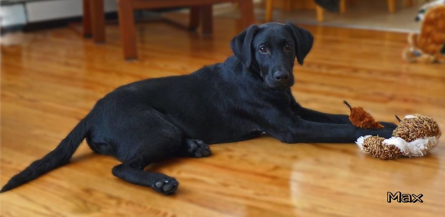 Max, The Black Labrador.