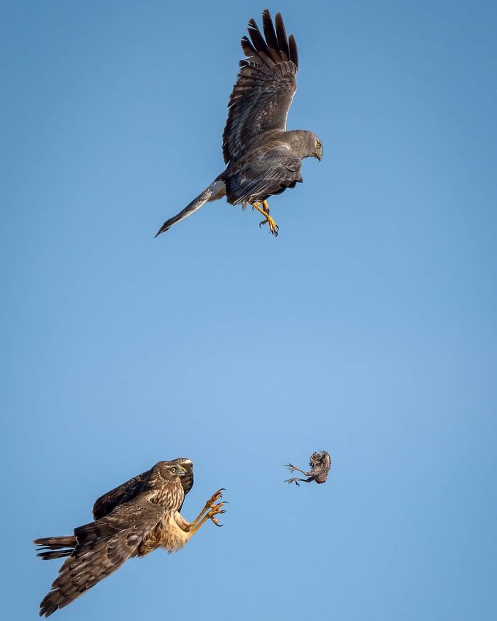 Photographer Captured Two Northern Harriers Exchanging Prey Mid-Air
