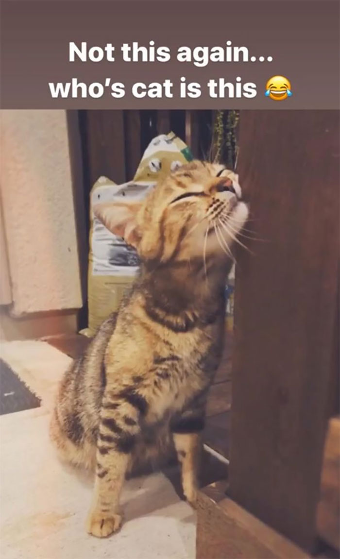 Woman Hilariously Documents Her Attempt To Take Care Of The Cat Who Wouldn't Stop Visiting Her