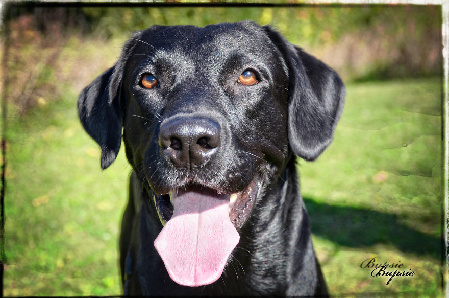 Max, The Black Labrador.