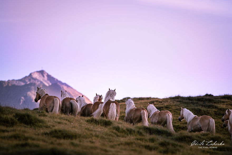 I Photograph Free Roaming Horses In Breathtaking Mountain Landscapes In The Alps (22 Photos)