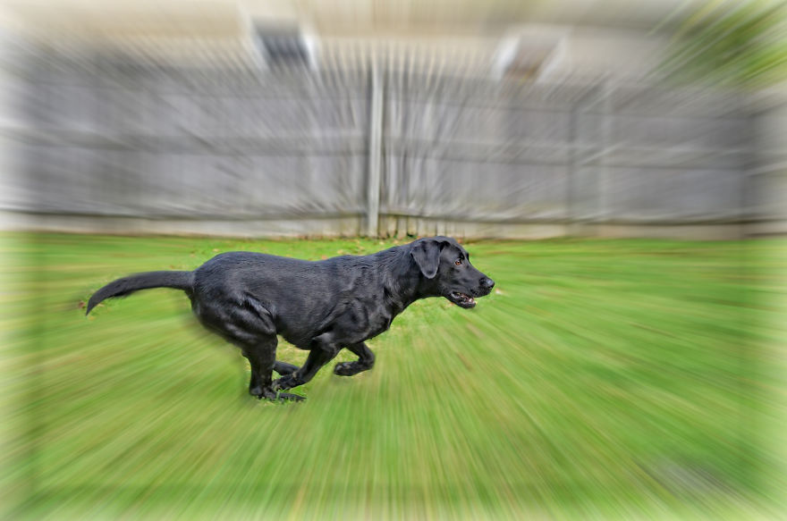 Max, The Black Labrador.