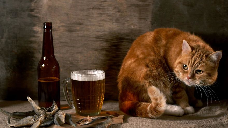 Best Animal Pictures In This World