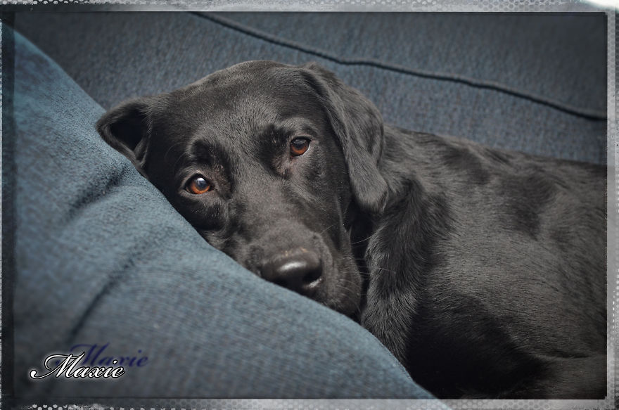 Max, The Black Labrador.