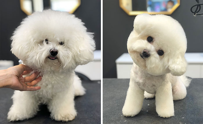 Dogs-Haircut-Before-After-Groomer-Shu-And-Tree