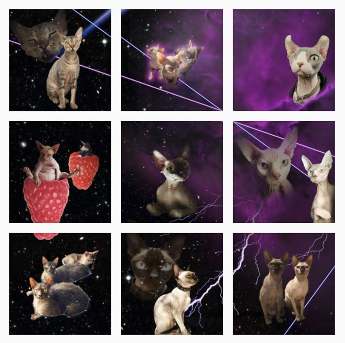 250+ Sphynx Cats In Space