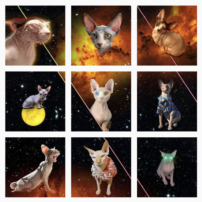 250+ Sphynx Cats In Space
