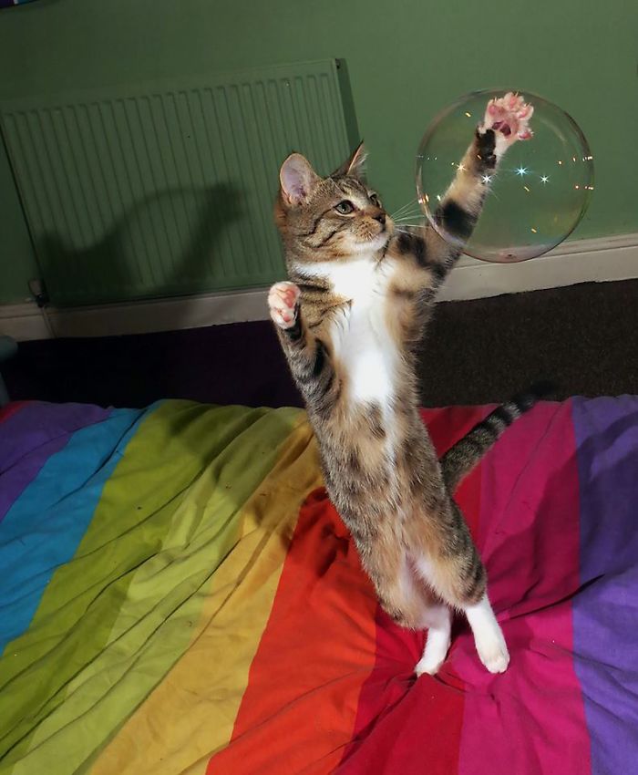 The Juggling Kitten