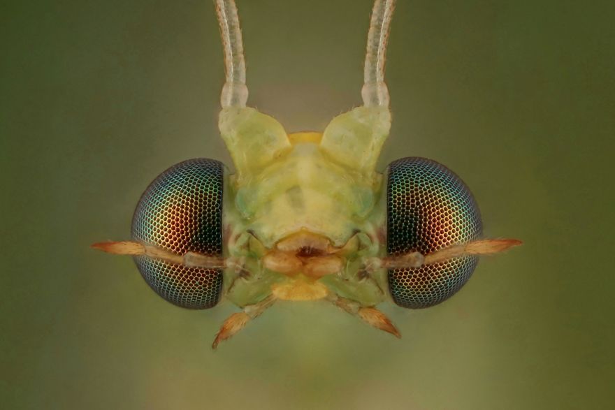 Yeşil Lacewing