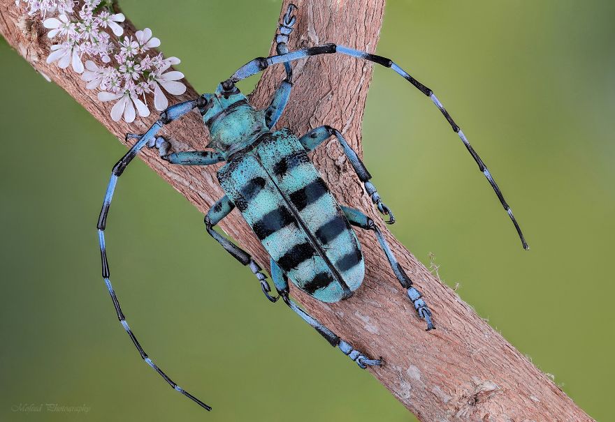 Mavi Longhorn Böceği