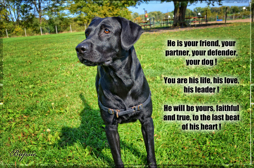 Max, The Black Labrador.