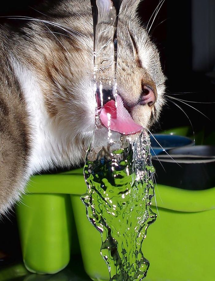 The Thirsty Kitten