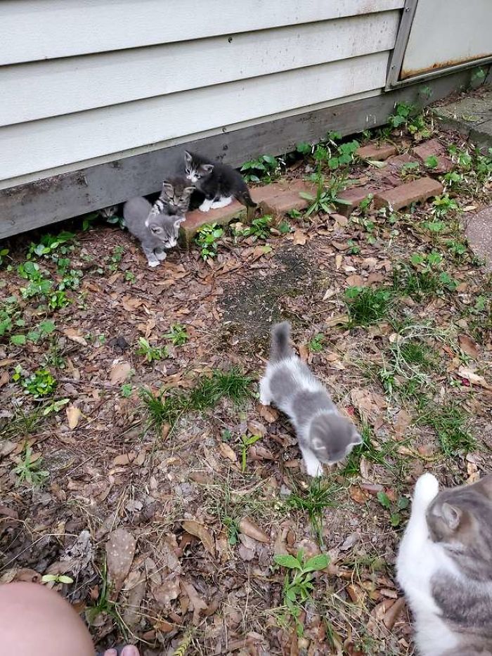 stray cat's kittens playing in front of a cat lover