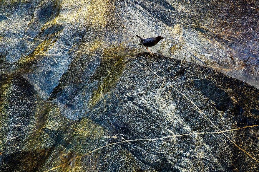 3rd, Birds. Stone Dipper By Hermann Hirsch