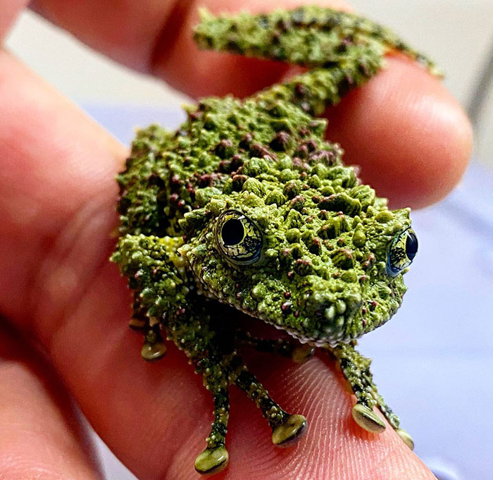 Vietnamese Mossy Frog