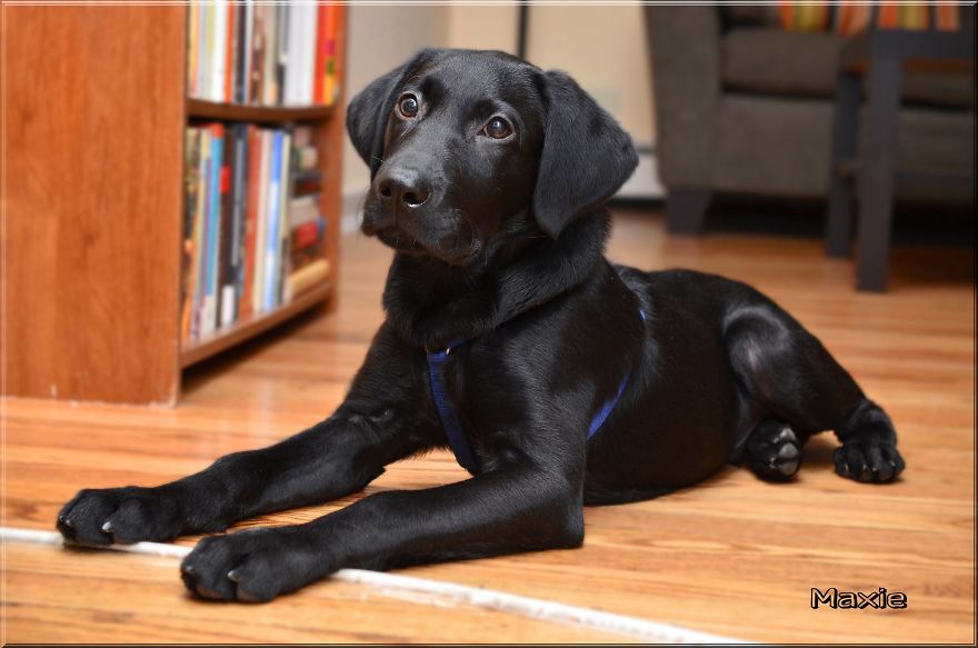 Max, The Black Labrador.
