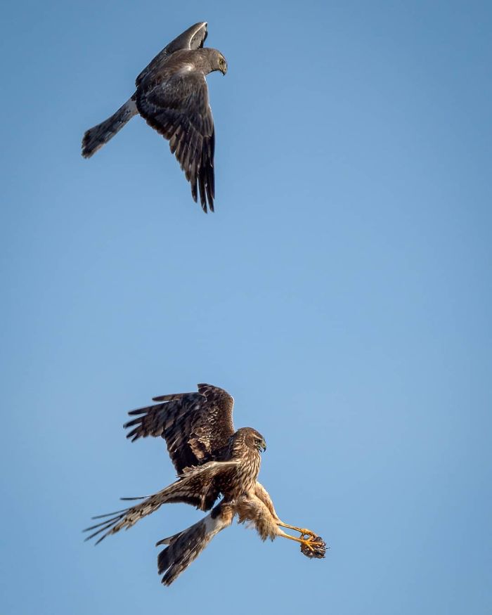 Photographer Captured Two Northern Harriers Exchanging Prey Mid-Air