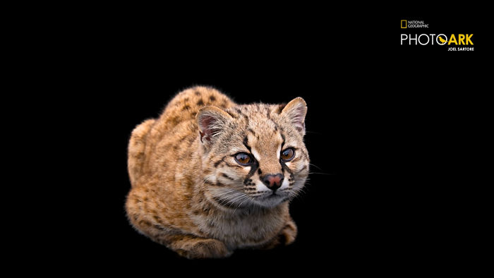 Smallest Wild Cat In Western Hemisphere Gets Cuter As Video Unveils What It Sounds Like