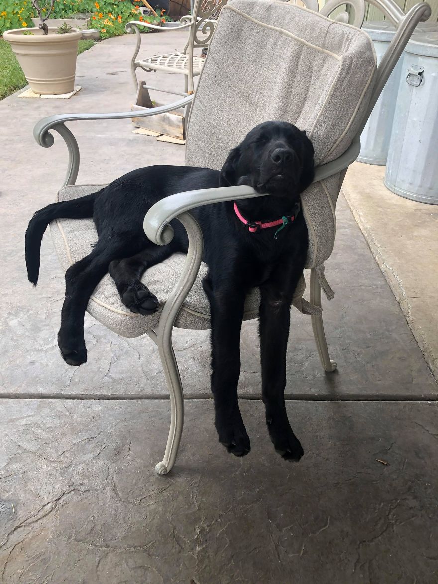 Our Friend’s Dog, Luna