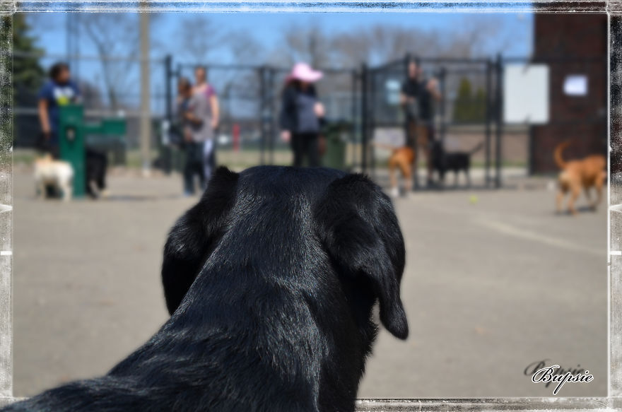 Max, The Black Labrador.
