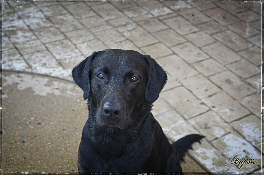 Max, The Black Labrador.