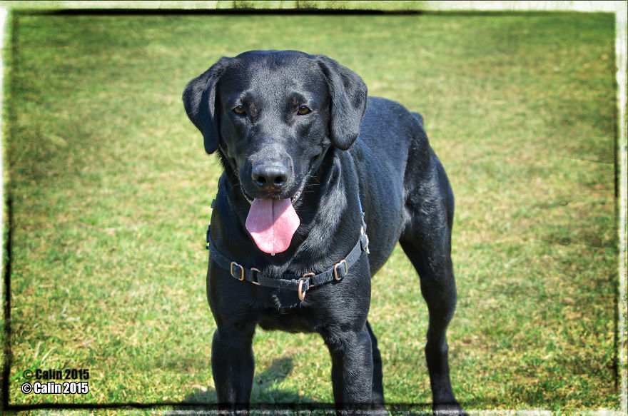 Max, The Black Labrador.