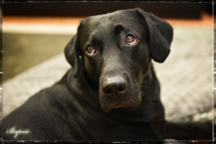 Max, The Black Labrador.