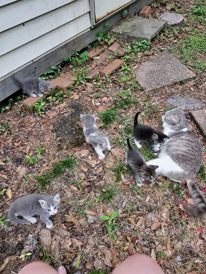 stray cat feeding kittens