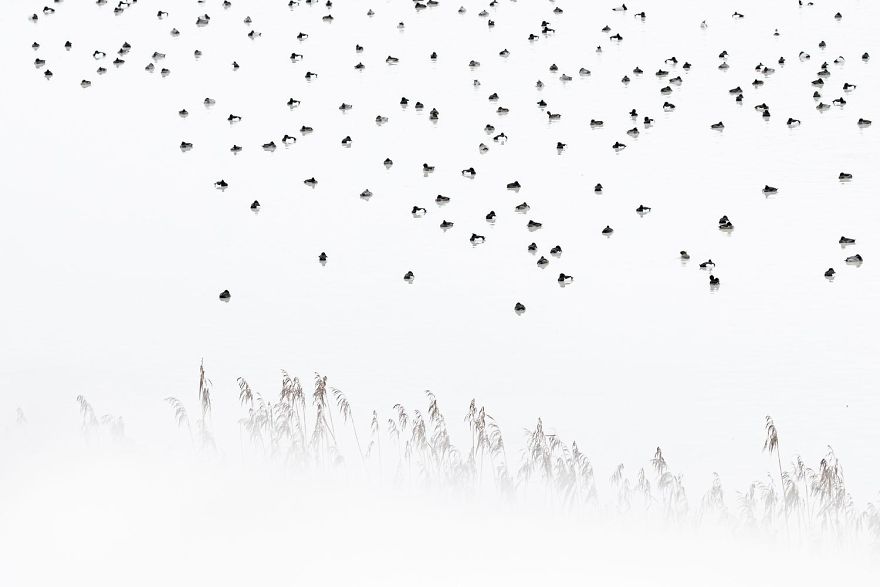 4th Place, Birds. Ducks Tufted. Ducks And Pochards By Christoph Kaula