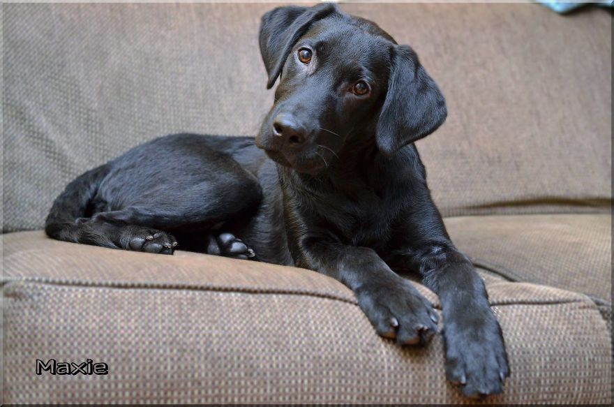 Max, The Black Labrador.