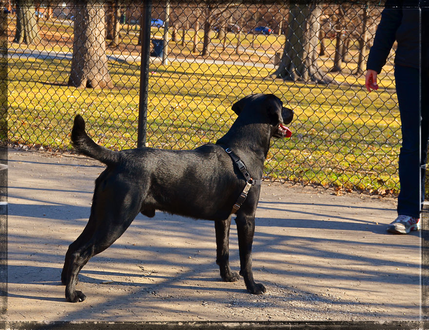 Max, The Black Labrador.