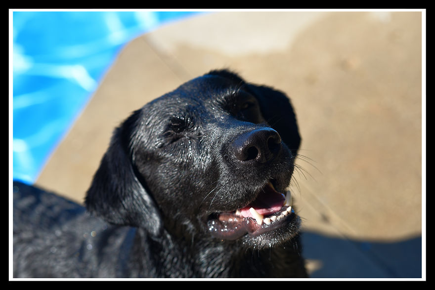 Max, The Black Labrador.