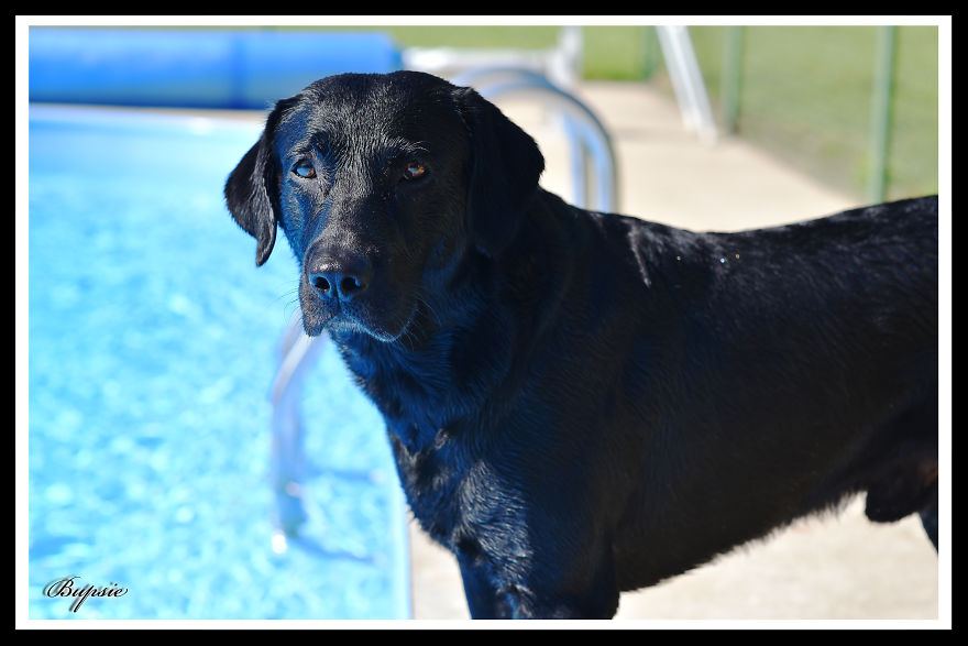 Max, The Black Labrador.