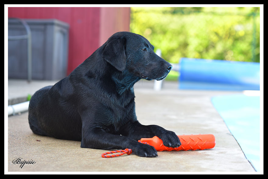 Max, The Black Labrador.