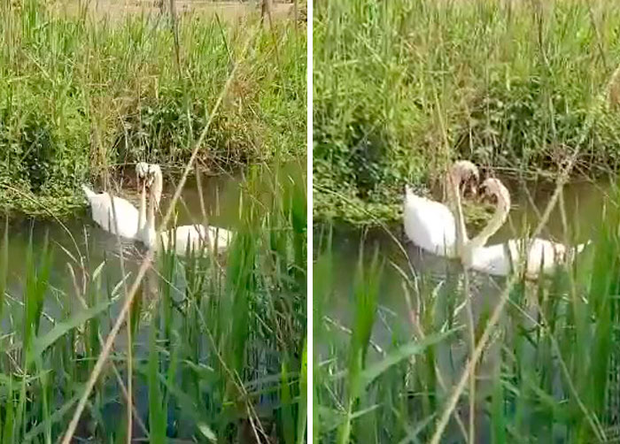 This Rescue Captures A Wholesome Reunion Of A Swan And Her Lifelong Mate After She Was Shot To Head